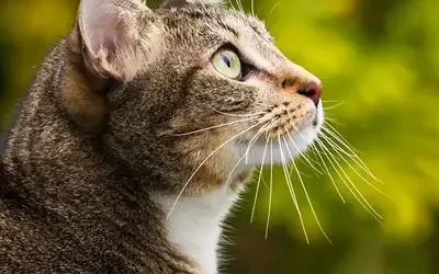 Katze im Glück - Ablauf