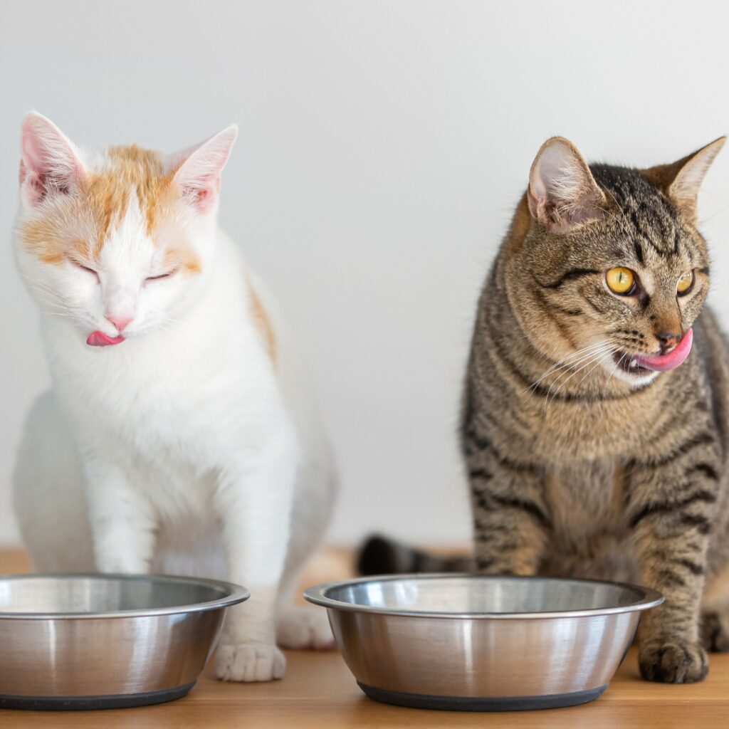 Zwei Katzen sitzen vor ihren Futternäpfen